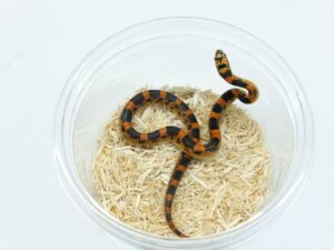 ファイアークラッカーキングスネーク“No,1”