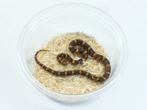 ファイアークラッカーキングスネーク“No,2”