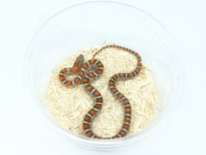 サンルイスポトシキングスネーク“No.2”