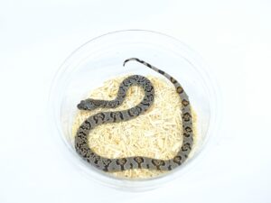 グレーバンドキングスネーク（Madera canyon）