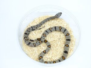 グレーバンドキングスネーク（Madera canyon）