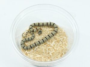 サイエリキングスネーク