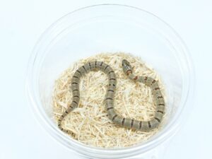 サイエリキングスネーク