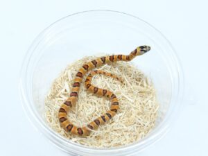 サイエリキングスネーク（オレンジ）