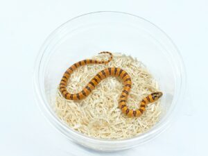 サイエリキングスネーク（オレンジ）