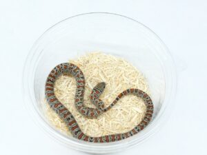 サンルイスポトシキングスネーク（グラニット）