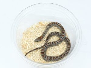 サンルイスポトシキングスネーク（グラニット）