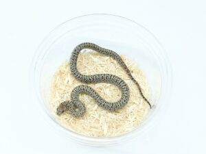 サンルイスポトシキングスネーク（スーパーグラニット）“No.1”