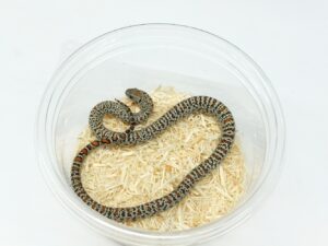 サンルイスポトシキングスネーク（スーパーグラニット）“No.3”