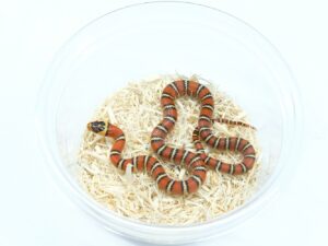 アリゾナマウンテンキングスネーク×サイエリキングスネーク“No,2”