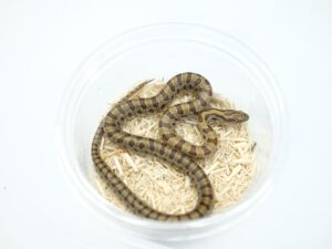 プレーリーキングスネーク