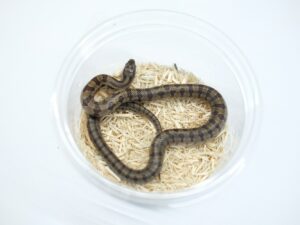 プレーリーキングスネーク“No,2”