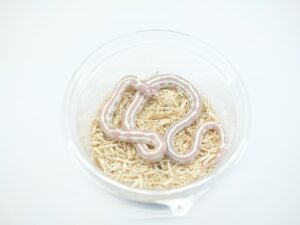 カリフォルニアキングスネーク（デザートアルビノアベラント）