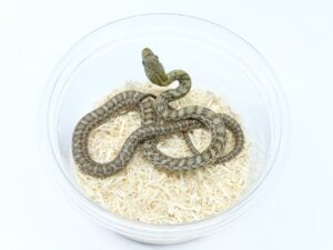 アオダイショウ（ヘテロアルビノ）