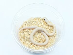 テキサスラットスネーク（リューシスティック）