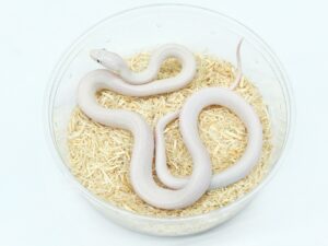 テキサスラットスネーク（リューシスティック）