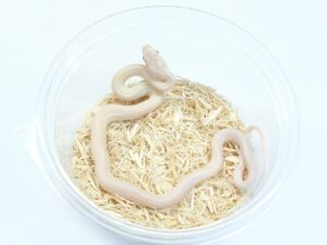 テキサスラットスネーク（ピンクアイリューシ）