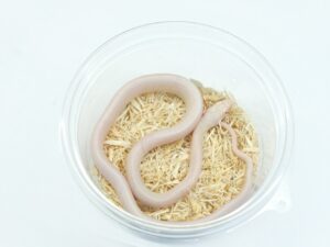 テキサスラットスネーク（ピンクアイリューシ）