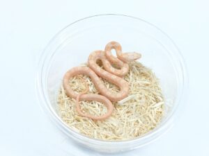 ブラックラットスネーク（アルビノ）