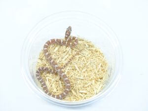 ゴーストヘテロサンキスト