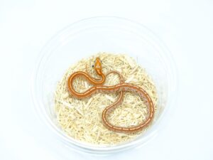 ハイポテッセラ