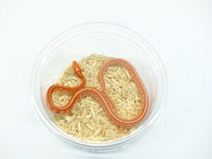 アルビノテッセラ