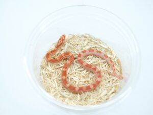 アルビノモトリー