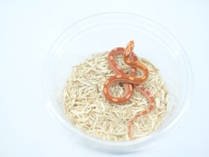 アルビノモトリー