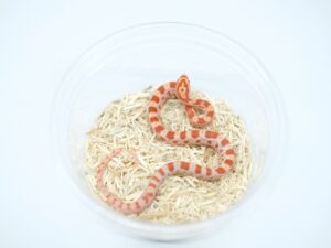 リバースオケッティー“No,2”