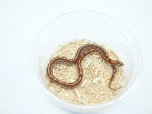 テッセラヘテロサンキスト＆キャラメル66％ヘテロアルビノ