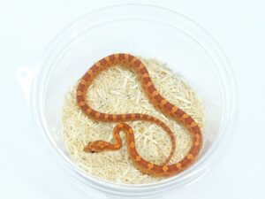 ヘテロハイポ＆サンキスト＆ラベンダー