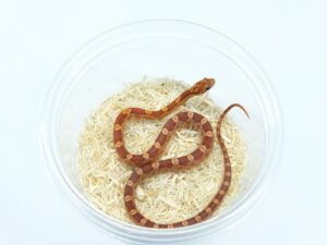 ヘテロハイポ＆サンキスト＆ラベンダー