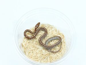 テッセラヘテロサンキストゴースト