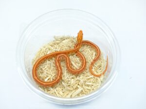 アルビノテッセラヘテロサンキストキャラメル