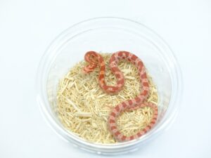 ハイポストロベリーアルビノヘテロアネリ