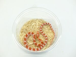 ハイポストロベリーアルビノヘテロアネリ