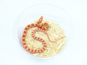 ハイポストロベリーアルビノヘテロアネリ