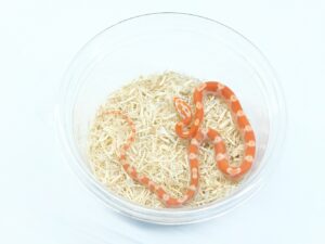 アルビノモトリーヘテロキャラメル＆シンダー