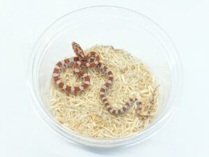 クリムゾンヘテロアネリ＆サンキスト