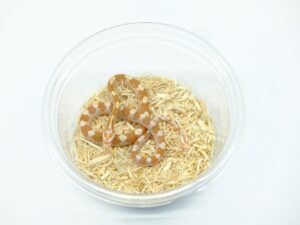 バターマイアミモトリーヘテロシンダー