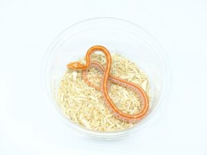 クリームシクルテッセラ