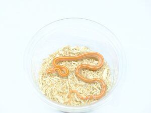 クリームシクルストライプ