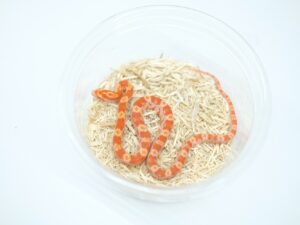 フルオレッセント