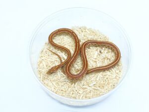 オケッティーテッセラ