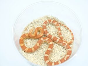 アルビノヘテロペパーミント