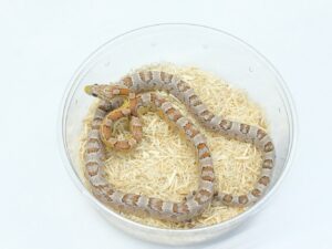 ハイポベリーアネリヘテロサンキストブラッドレッド