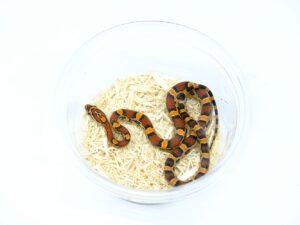 アボッツオケッティー“No,1”