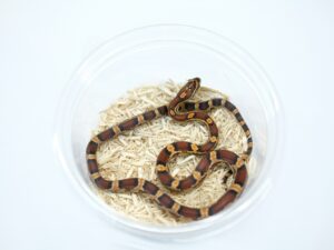 Kranich lineオケッティー