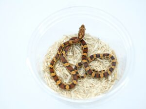 Kranich lineオケッティー