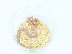 ウルトラメルアネリテッセラ